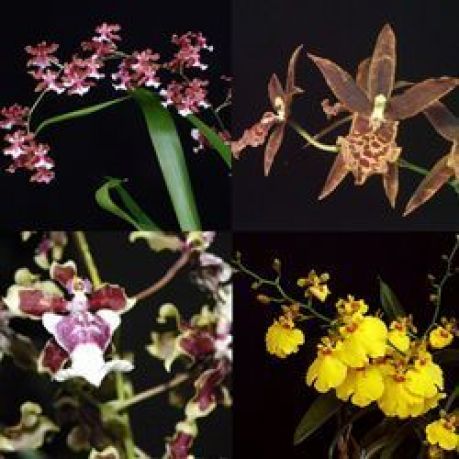 Orquídeas Oncidium Chiquinho Paisagismo